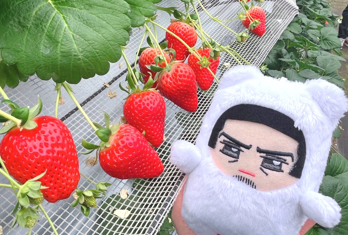 なんかこう、もっと可愛い絵面を想像してました。