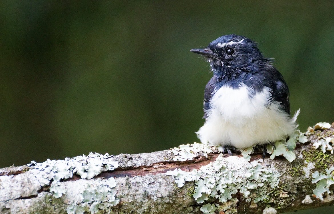 A Willie Wagtail looking very cute at Cunninghams Gap yesterday.