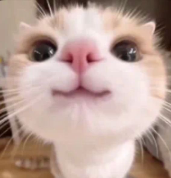 adoniskisser900's tweet image. adonis being called a bear when shes actually the meow meowest of meows