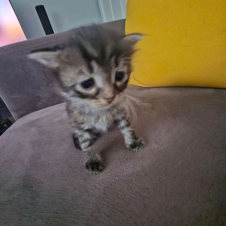 adoniskisser900's tweet image. adonis being called a bear when shes actually the meow meowest of meows