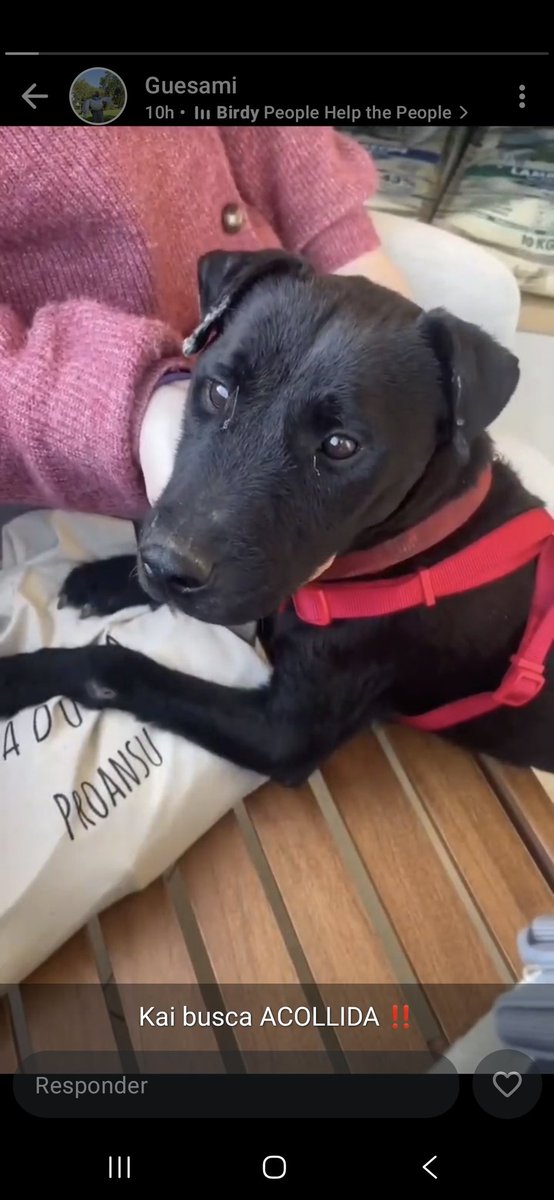 Kai busca acogida!!❤️