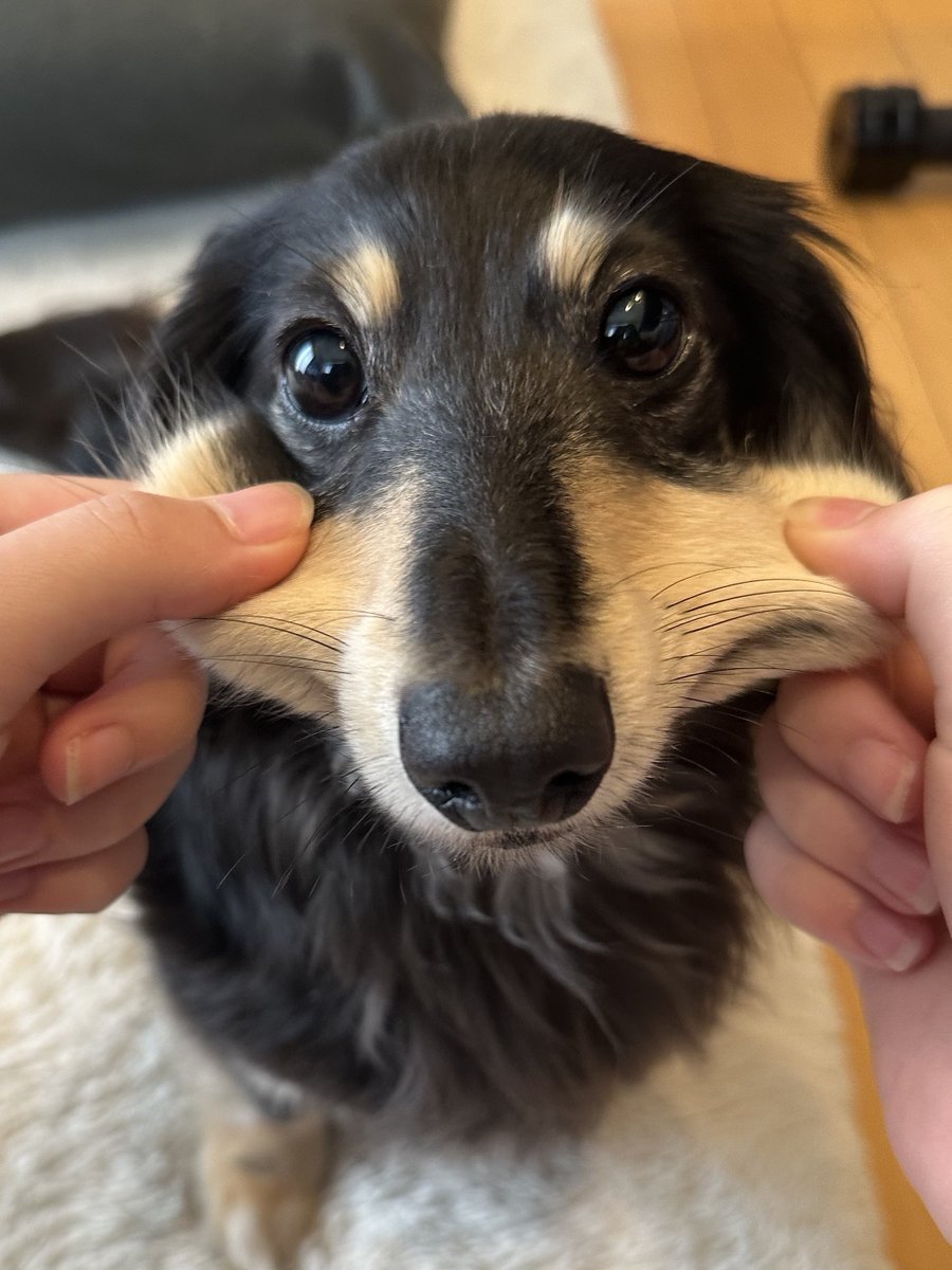 ダックスのまめ tweet media