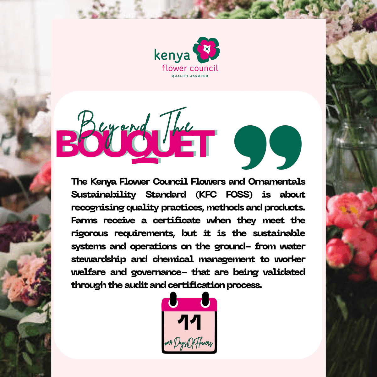 kenyaflower's tweet photo. #FOSS showcases a strong commitment to positive impact, responsible practices, &amp; sustainable solutions. Farms receive a certificate when they meet the rigorous requirements,which are validated through the audit&amp;certification process. #valentines #BeyondTheBouquet #14DaysOfFlowers https://t.co/Kv8HCbJPd0