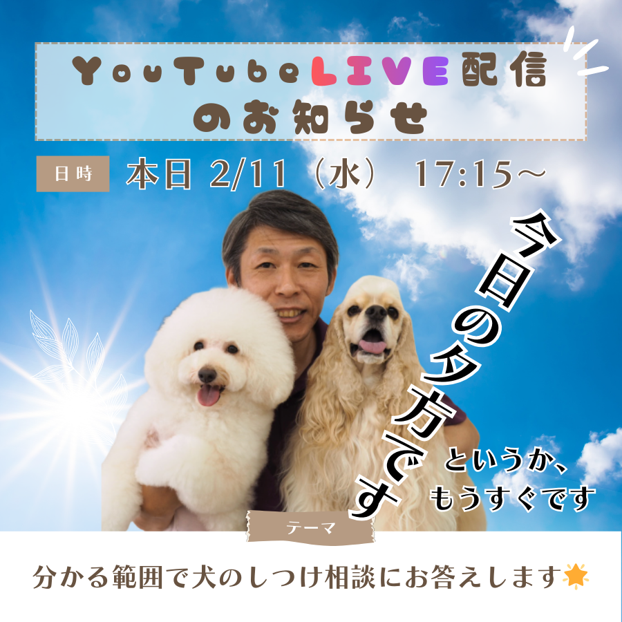 dogcatch's tweet photo. 【2/11 17:15～】 
この後、17時からYouTubeで犬のしつけ相談ライブを行います❣
犬のしつけでお悩みの飼い主さんがいらっしゃいましたら、分かる範囲でお答えしますのでぜひ遊びに来てください。

1時間くらいやってると思います。
📷 犬のしつけ相談ライブ☆ゲリラライブ
https://t.co/oiRKdWDqmG https://t.co/28cau2xiLn
