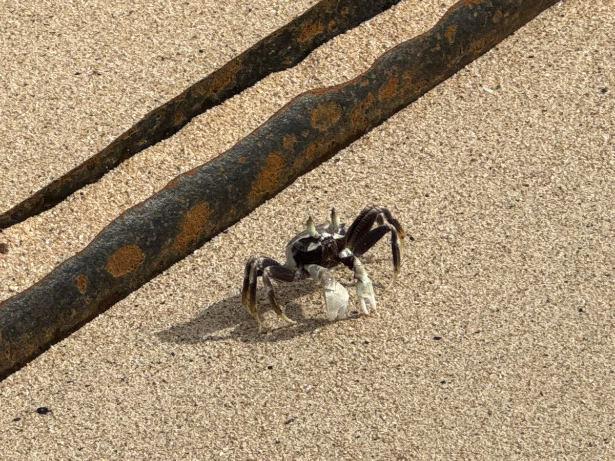 ナウルのカニ

※カニには生物多様性保護の観点等から、様々なご意見の存在を理解しております。現在ナウル国内ではカニと人々が共存しています。本投稿はナウル文化をそのままご紹介することが本旨であり、生物多様性保護への批判的な意図はございません。ご理解いただければ幸いです。