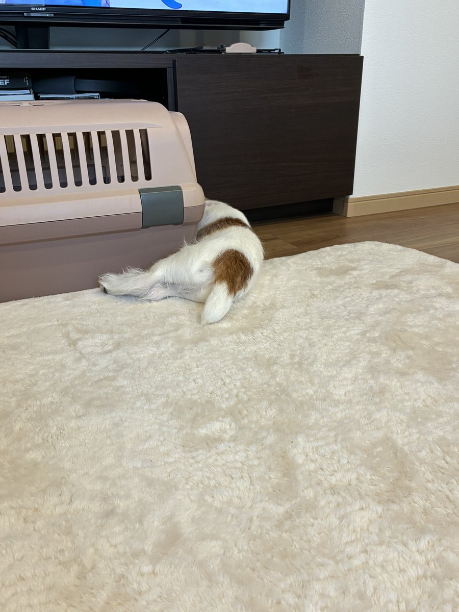 nofu_2's tweet photo. 寝相悪ｲ~ﾇ https://t.co/41JSBuSN7S