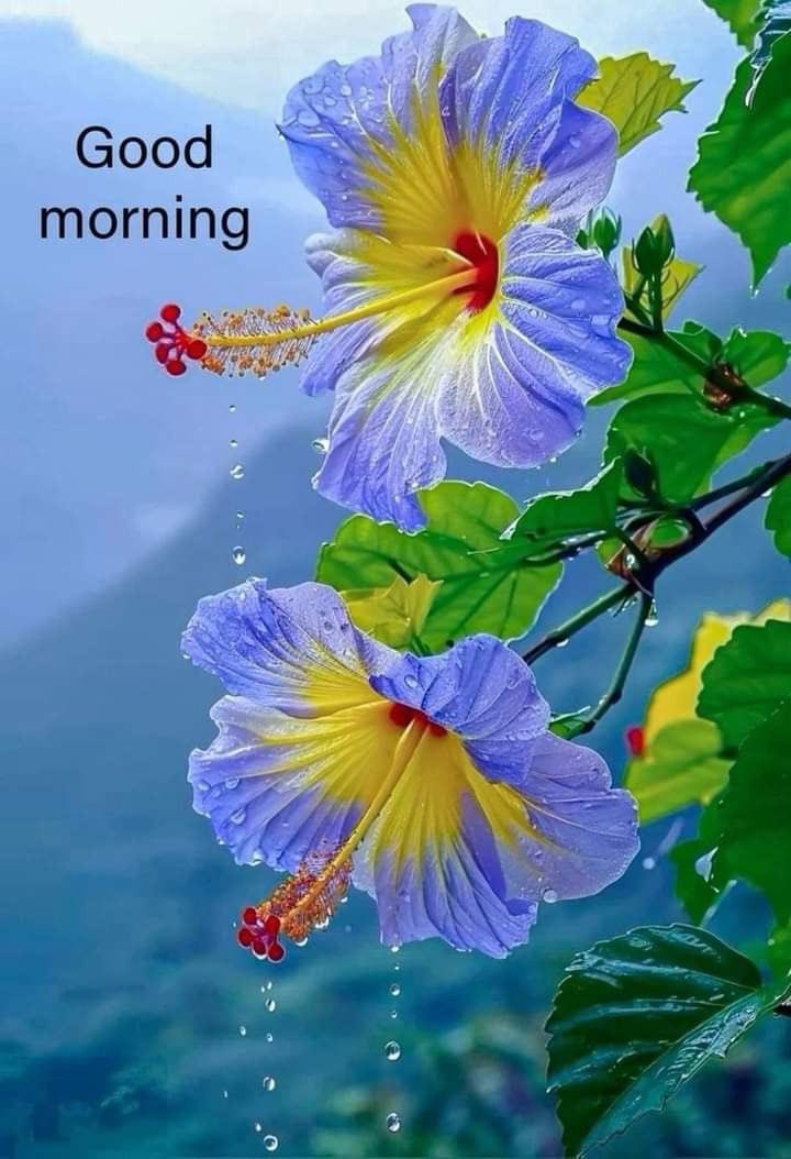 SukantCSahoo's tweet photo. @Tatiana_5oz Good morning my friend! https://t.co/4zrgz6b9Zt