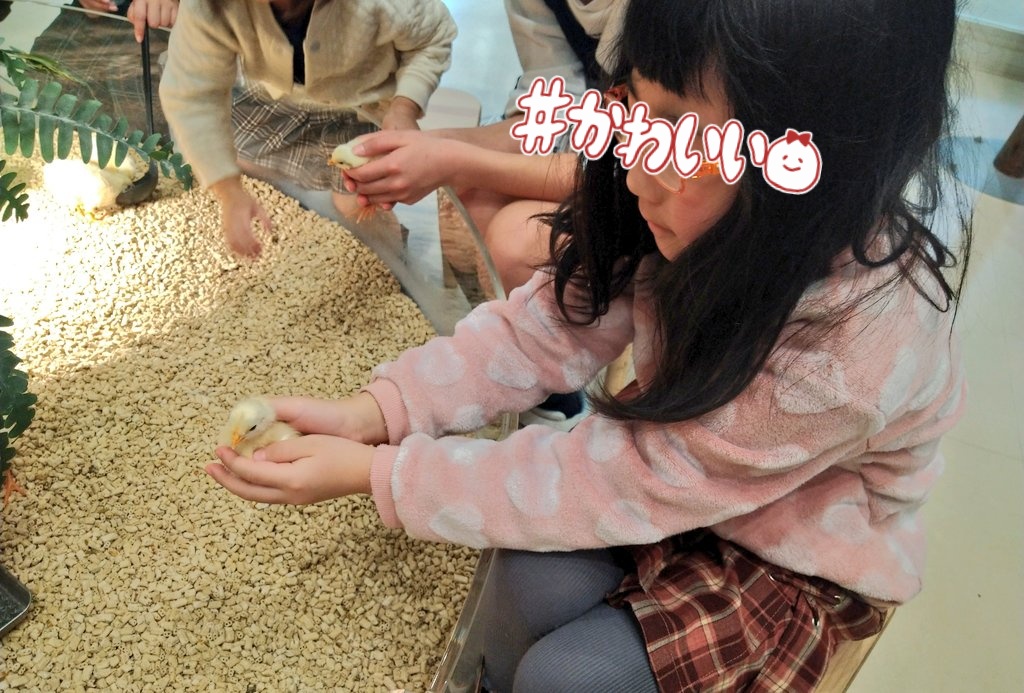thousand_ze_ro's tweet photo. 拝啓 春寒の候 時下ますますご清栄のこととお慶び申し上げます（コピペ）我々親子は建国記念の日に動物と触れ合っておりました。2月22日Winter YOSAKOI in多賀城お昼休み企画「出張よさGIG」なのですが結局何もブッキング出来ず、特にだいそれたことはしない。となりました（笑）なので基本はお昼休みで、踊り足りない&お客様で来ていた踊り子さんに向けて総踊りなどを行う予定でおります。ので持ち込み企画などございましたらドシドシコメントお待ちしております。じゃないとずっと40分だらだらトークする事になります（←正気か？）あとあまりにやること無くなったら「前代未聞口パクアーティスト・専子」による口パクライブをやろうかと考えています（←だから正気なのか？）歴史的瞬間をッ！見逃すなッッ！