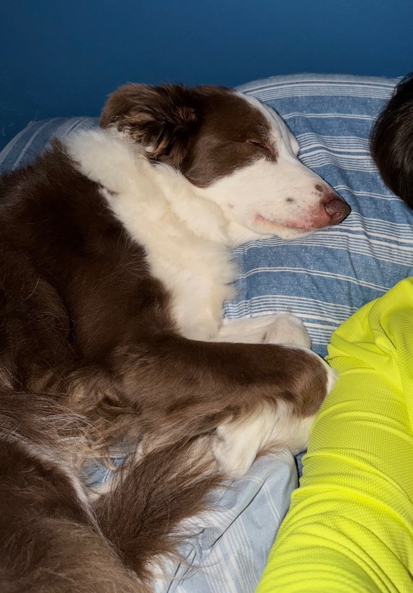 Valeriagamezm's tweet photo. Solo espero q el Malkerido me acompañe por muchos años más para compartir almohada y ronquidos https://t.co/9dGAmwrFFw