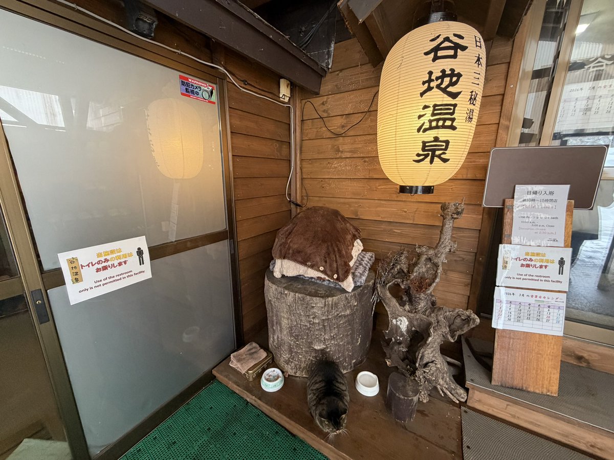 Post by red on X: 🐈