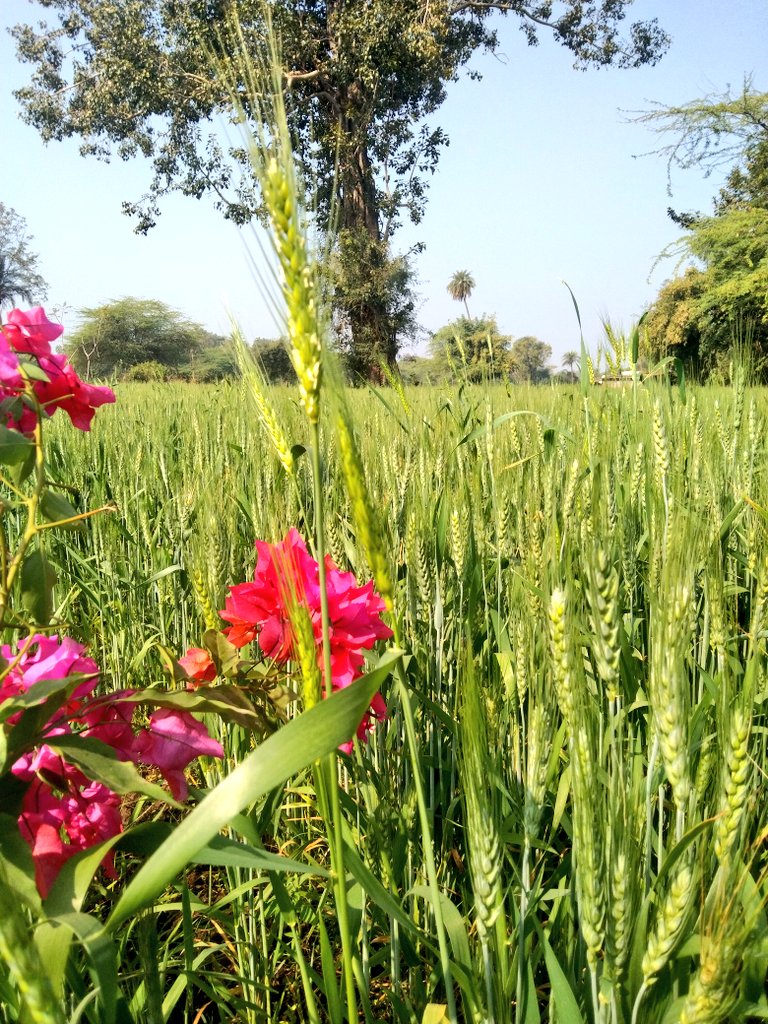 Bella🌸 tweet media