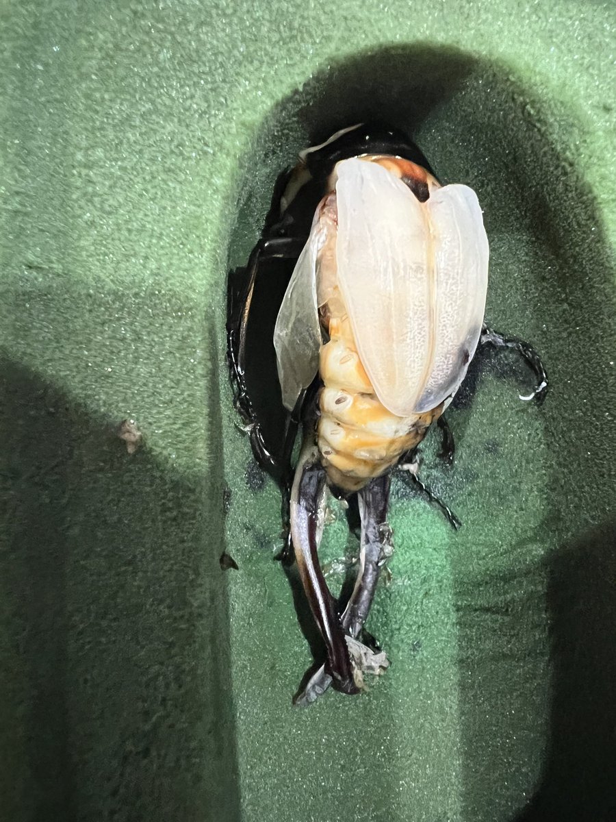 ama chan (@amachan18387914) / Posts / X