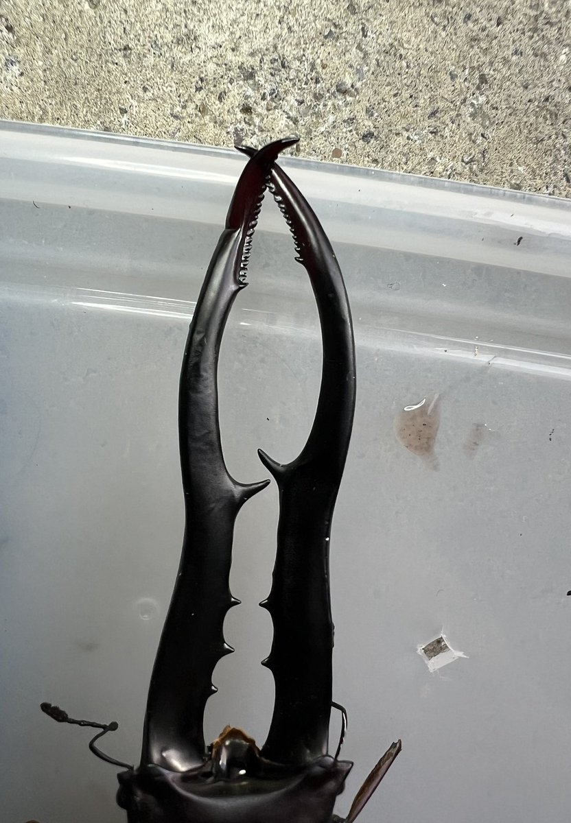 ama chan (@amachan18387914) / Posts / X