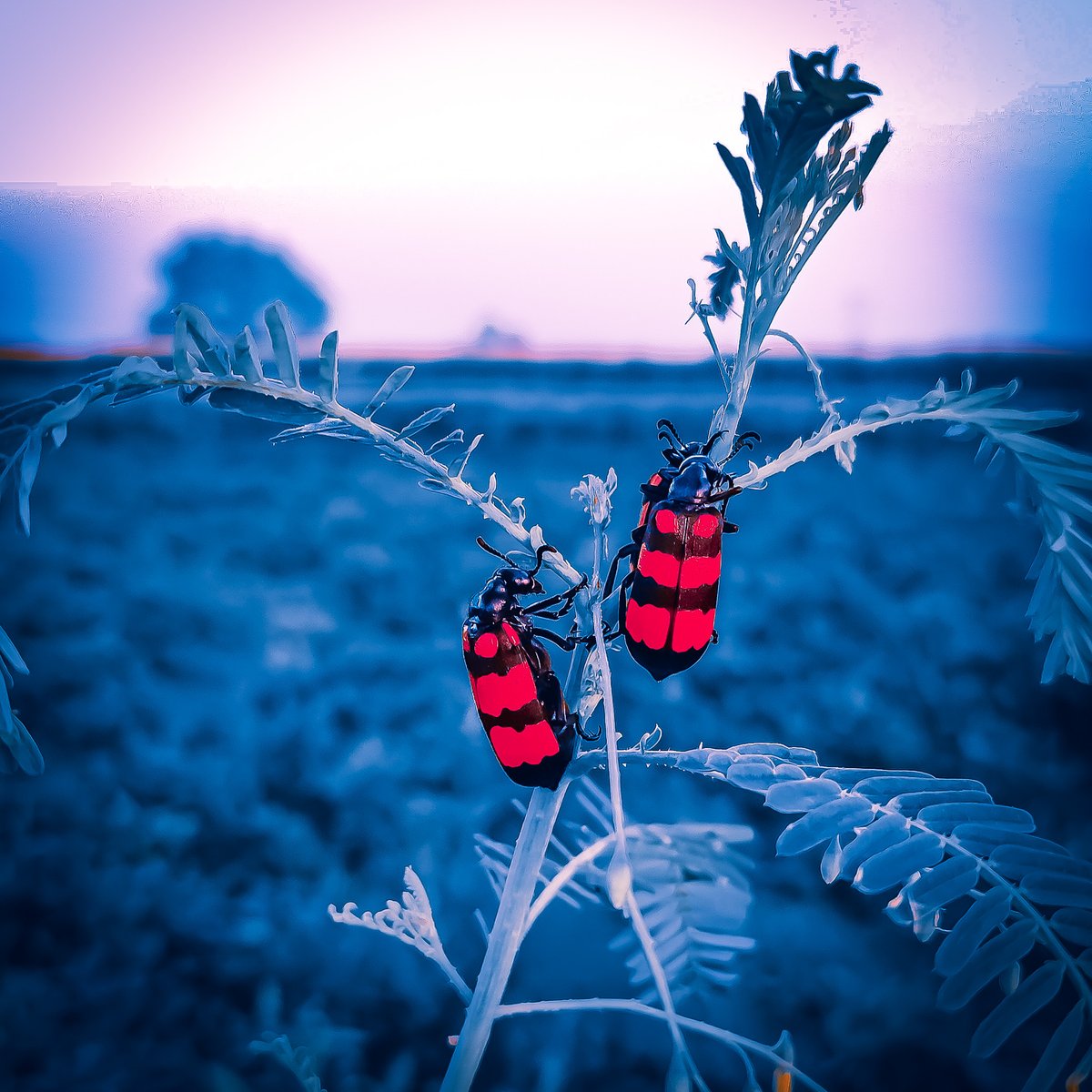 mskhirwar's tweet image. Show me Red, because it's Valentine's week. ❤️ 🐞

#insects #NaturePhotography