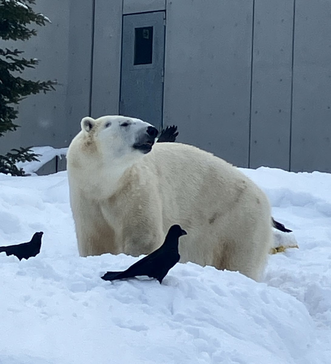 RT @kNFlCN8jDYf4NvX: 漢ライト🐻‍❄️ #ライト #ホッキョクグマ #円山