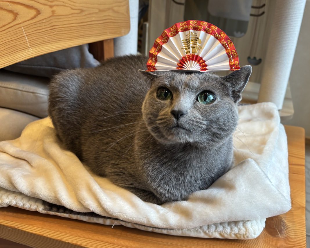 u01ktn's tweet photo. これは年明けに両親に良いようにされてた猫 https://t.co/yeS5TamEyG