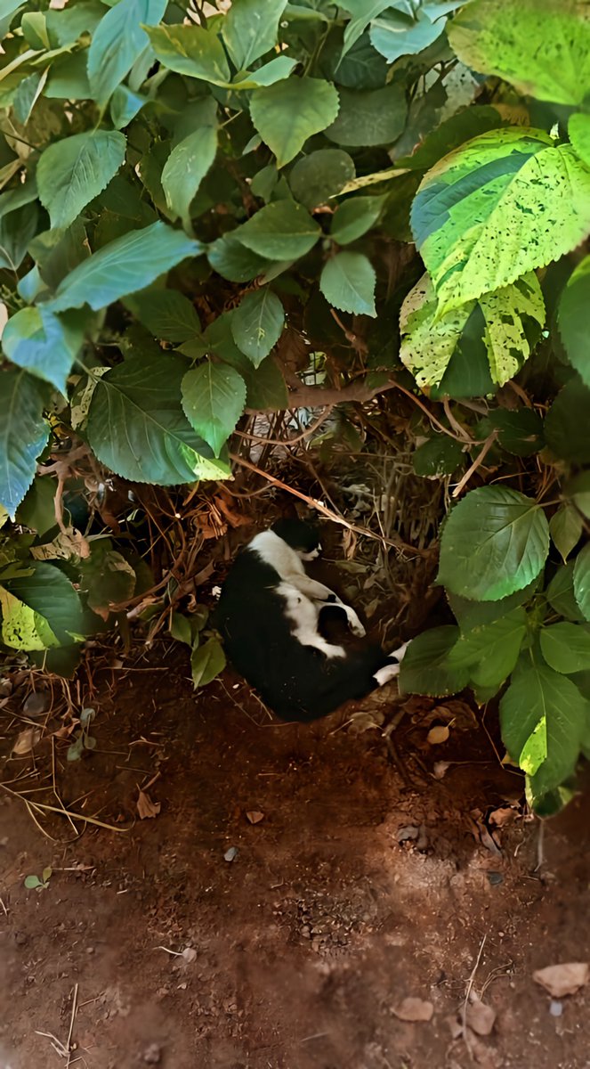 NJ911D's tweet image. يالله ونا طالعه من الجامعة شوفت هالبسه الحامل نايمه تحت الشجرة وافتكرت فريم أغنس من فيلم هامنت

Life imitates art