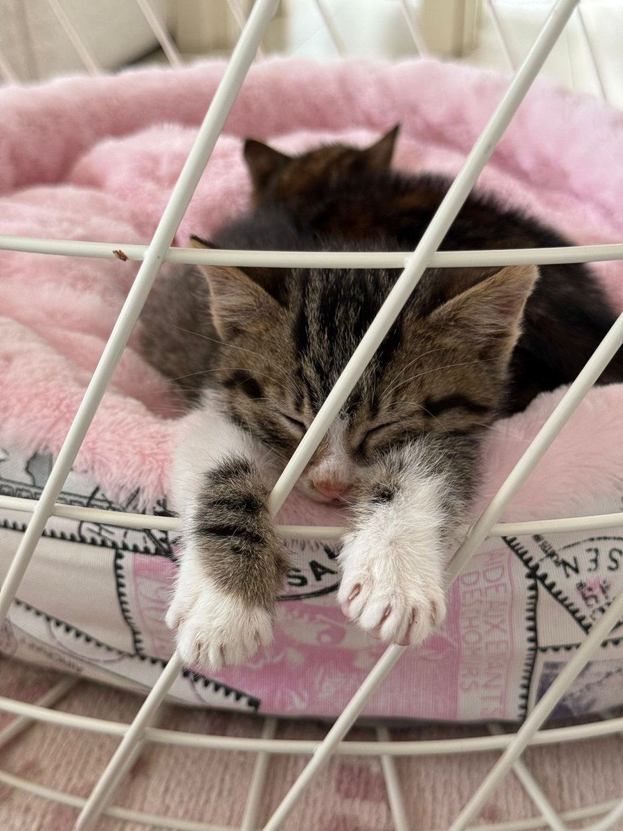 ‼️ Yavruyken 2’sini aynı eve verdiğim bebekler geri dönüyorlar.🥺😭 Anjiyo olduğundan geri vermek için iletişime geçtiler. Sokağa dönmeden acil beraber yada tek yuva arıyorum  3 aylıklar aşıları tam yer:İstanbul/Pendik ACİL‼️