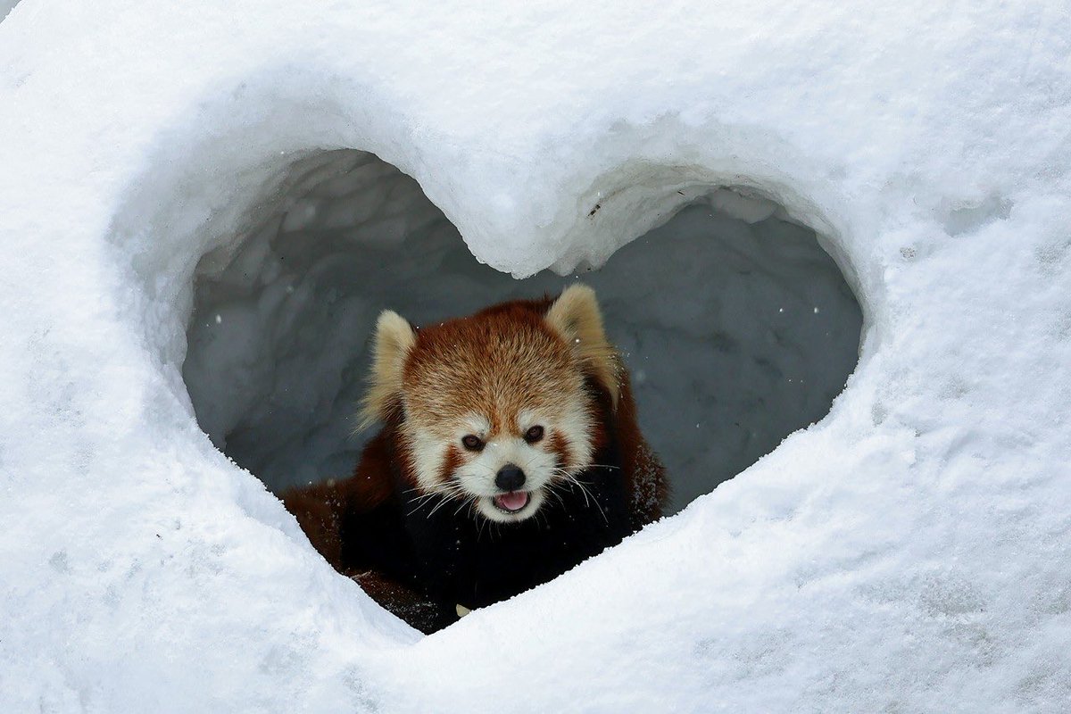 秋田市大森山動物園では、今年も展示場に飼育員力作のかまくらが登場し、レッサーパンダがすっぽりおさまっています✨