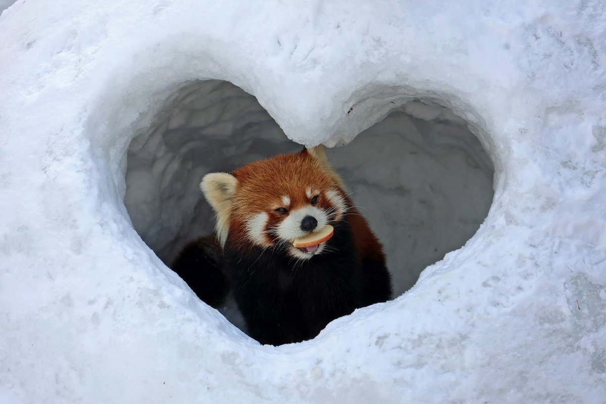 沙羅双樹@2/8 西4ホール P38a ﾌｧｲﾓｽｵﾝﾘｰ (@lc_srsj1004) / Posts / X