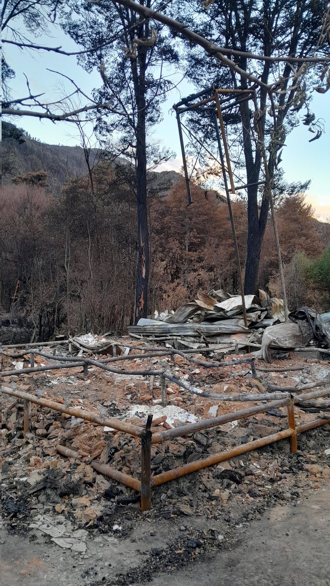 Bosque Gracias 🌳 Art Residency tweet media