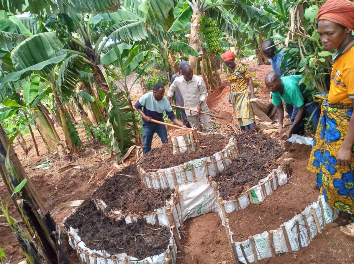 NgomaDistrict's tweet photo. Abaturage b'Umurenge wa #Mutenderi bakomeje kugaragaza ko kwihaza mu biribwa bitangirira ku muryango. Kubaka uturima tw’igikoni muri buri rugo ni igisubizo kirambye mu gukumira igwingira no guteza imbere imirire myiza y’abana mu muryango. https://t.co/UMUdf6zshL