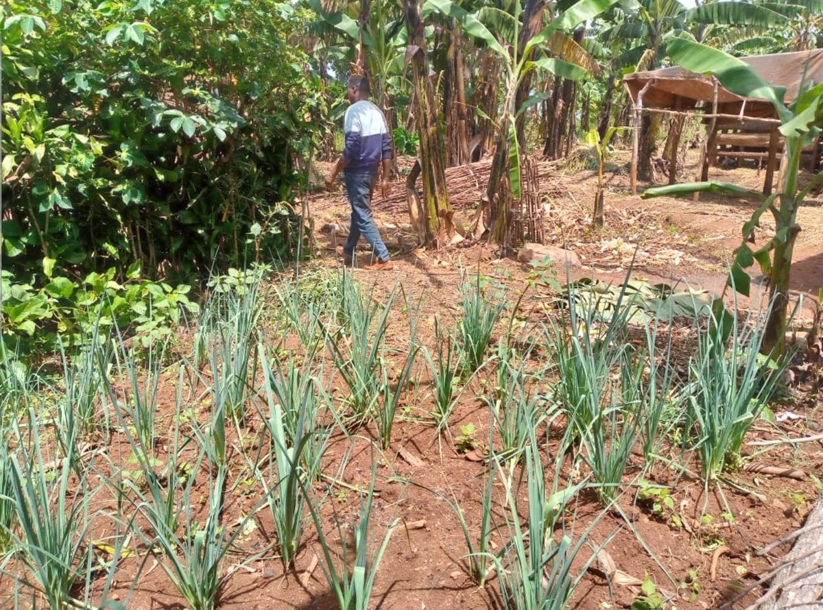 NgomaDistrict's tweet photo. Abaturage b'Umurenge wa #Mutenderi bakomeje kugaragaza ko kwihaza mu biribwa bitangirira ku muryango. Kubaka uturima tw’igikoni muri buri rugo ni igisubizo kirambye mu gukumira igwingira no guteza imbere imirire myiza y’abana mu muryango. https://t.co/UMUdf6zshL