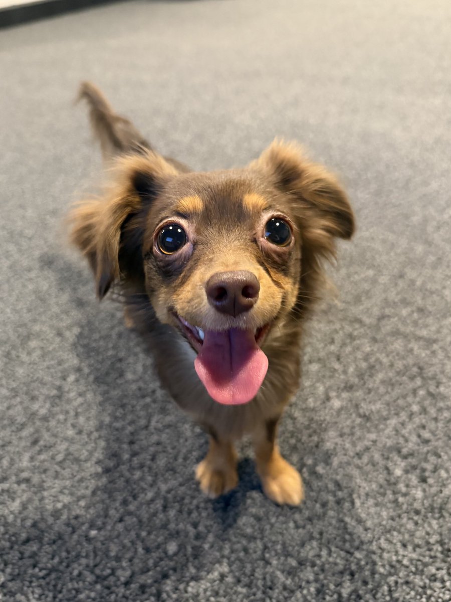 しづにゃんごろさんば (@sh_11_zu) / Posts / X