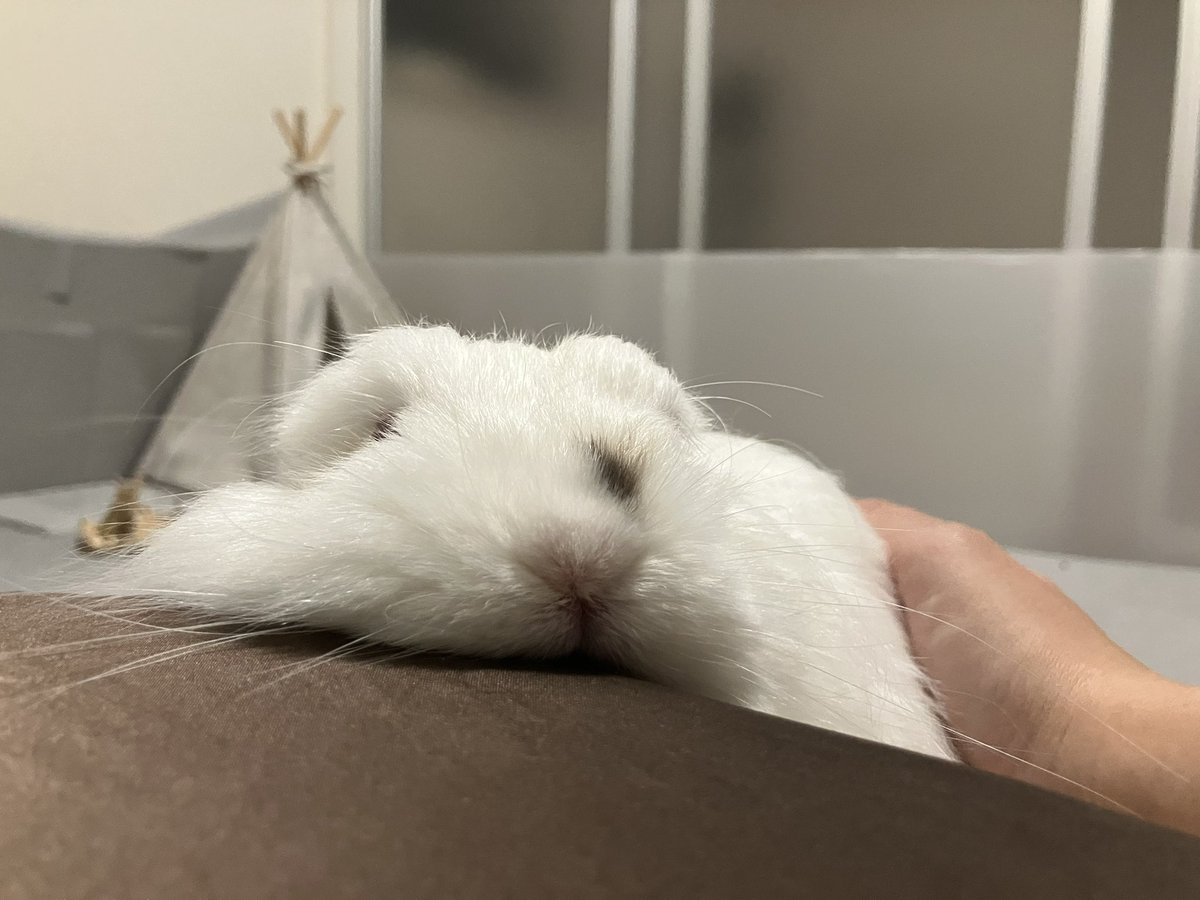 枕に顎乗せ