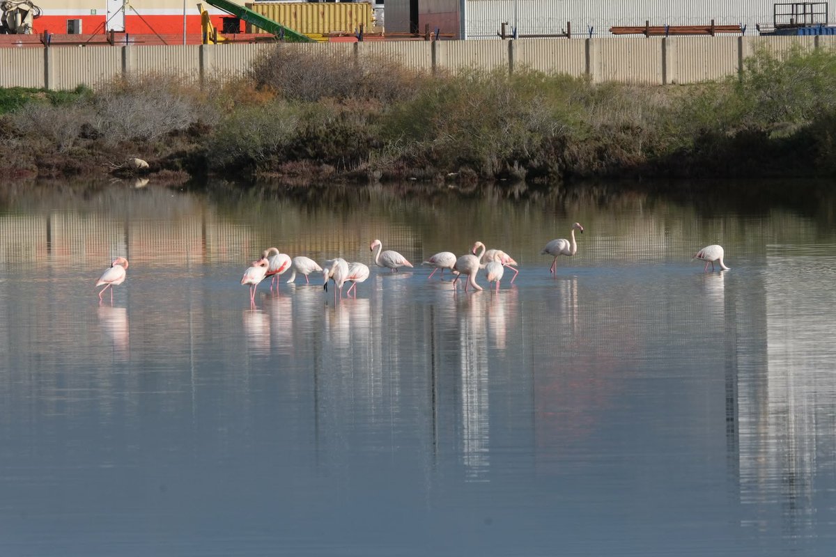 Κάποτε χιλιάδες φλαμίνγκο στη Λίμνη Ακρωτηρίου.
Σήμερα: 11. Ίσως 20. Το πολύ 45.
Αν αυτό λέγεται «ανάπτυξη», τότε κάτι κάνουμε πολύ λάθος.