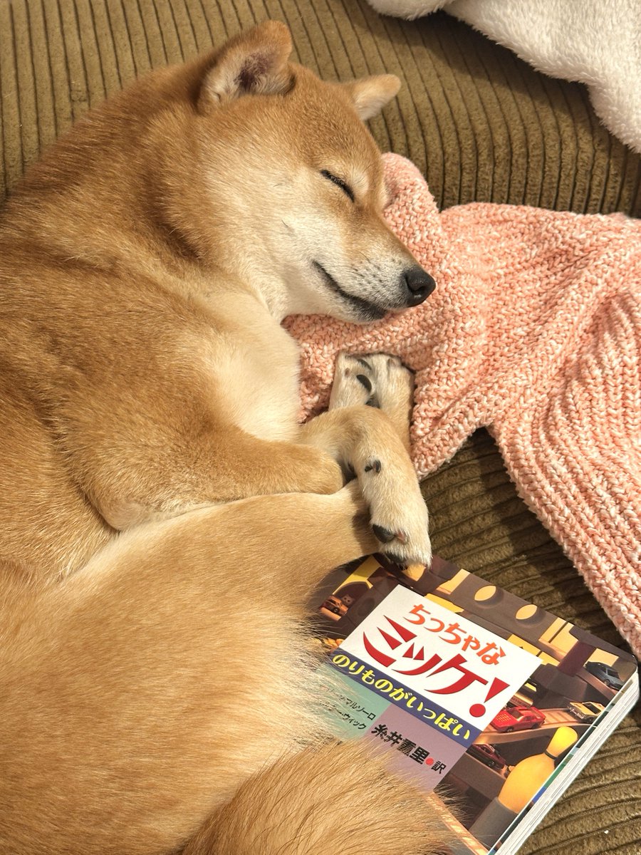 豆柴タマ (@mameshiba__tama) / Posts / X