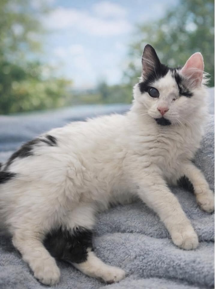 4 aylık, erkek. Bir gözü ampute diğer gözü de görmüyor. Pencere balkonlarda korumalıkları olan yuva arıyorum. Diğer kedilerle arası iyi. İstanbul-Pendik