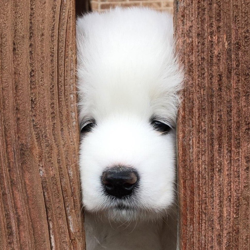 똥개처럼 생기질 말던가