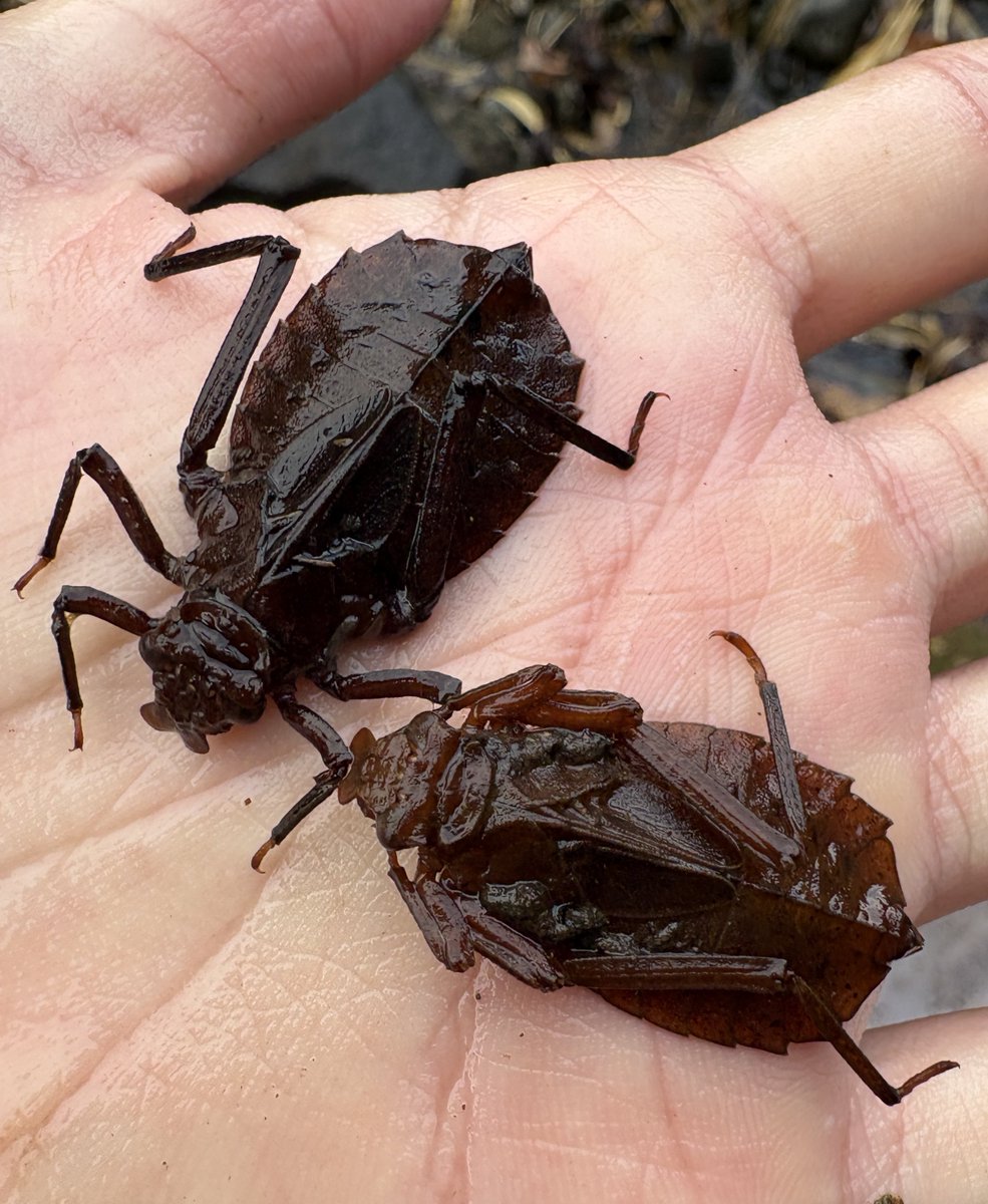 コオニヤンマ
川ガサの常連にして愛すべきマスコット。
紛らわしいヤゴの中でもダントツで印象に残りやすいフォルムだと思う。