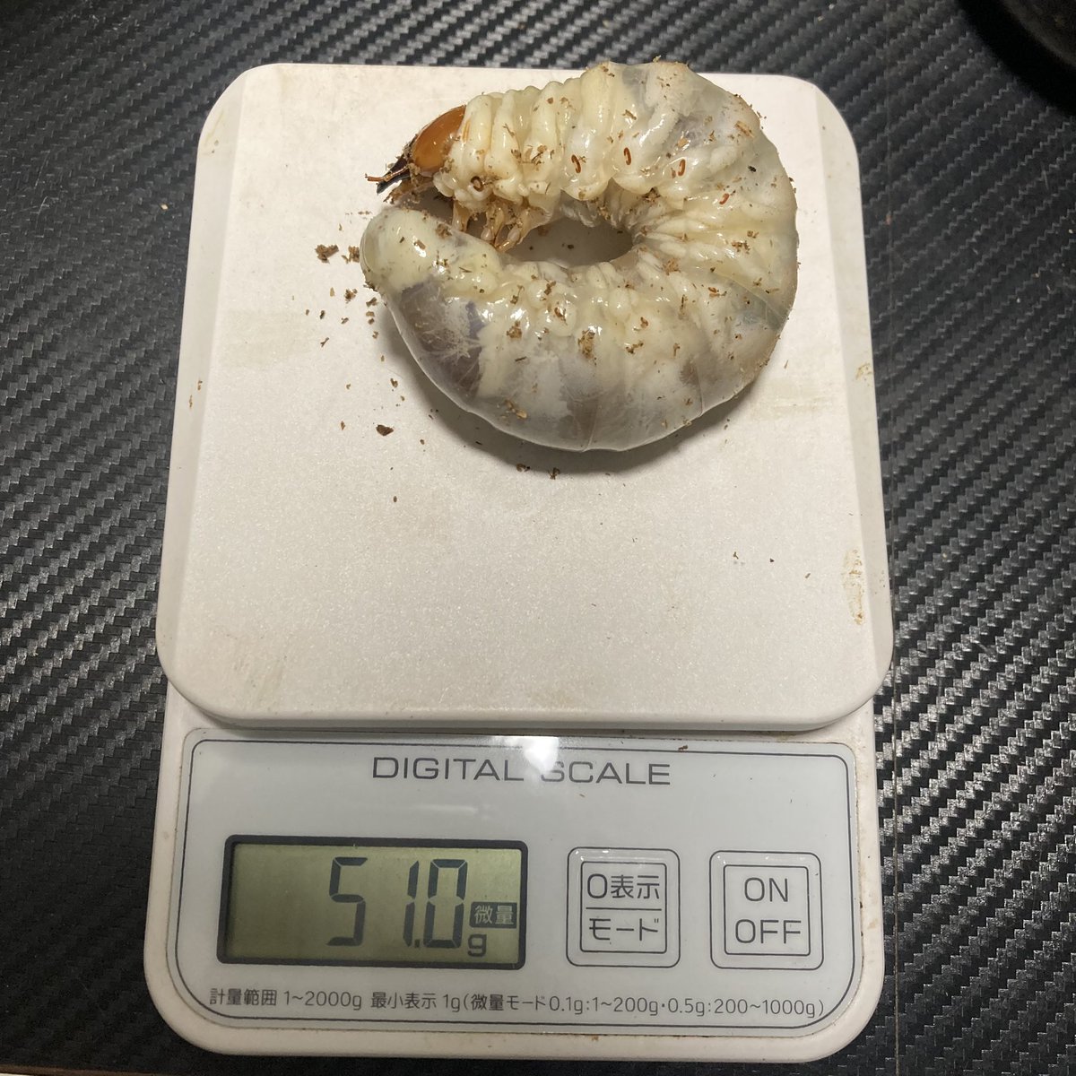 ミンダナオヒラタWF1】 初2令1100cc投入、1本食い上げたので交換 これ