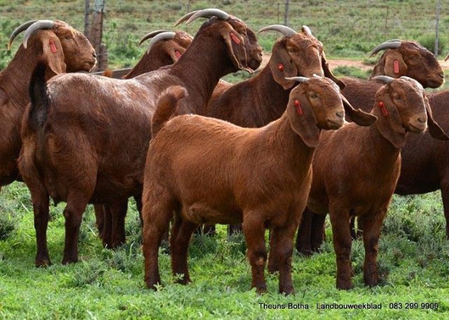 The Kalahari Red goat 🐐🔥 a hardy, fast-growing breed known for its rich red coat and excellent meat quality. Strong, adaptable, and low-maintenance, it thrives in tough climates, making it a favorite for smart farmers and livestock lovers alike.

#GoatFarming