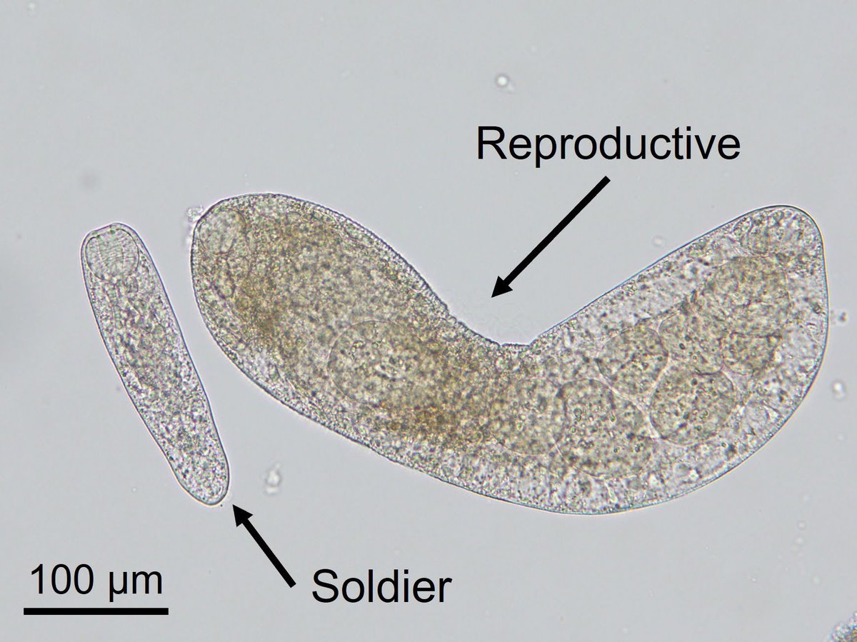 O. obscura (@JapaneseLoach) / Posts / X