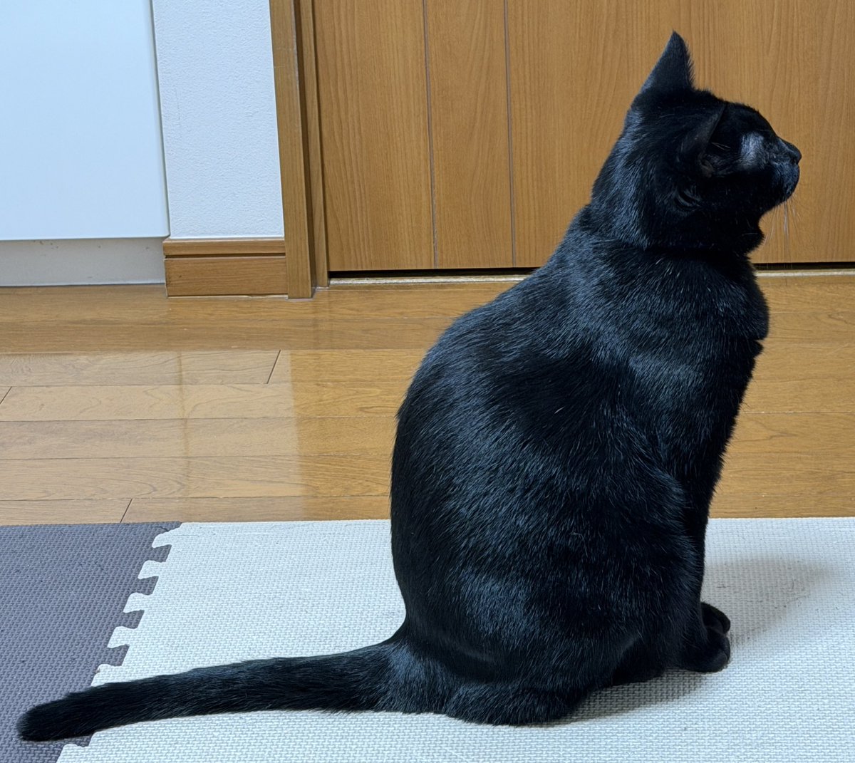 旅猫 (@tabinekocat) / Posts / X