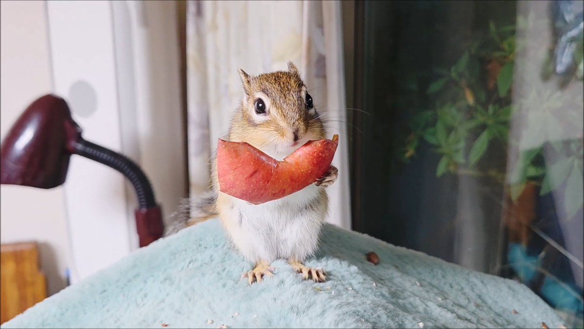 다람쥐가 고른 만감류 승자는...(두구두구)

사과였습니다?
먹으라는 만감류는 안 먹고 전날 먹다 남긴 사과 주워다가 먹고 있네요?