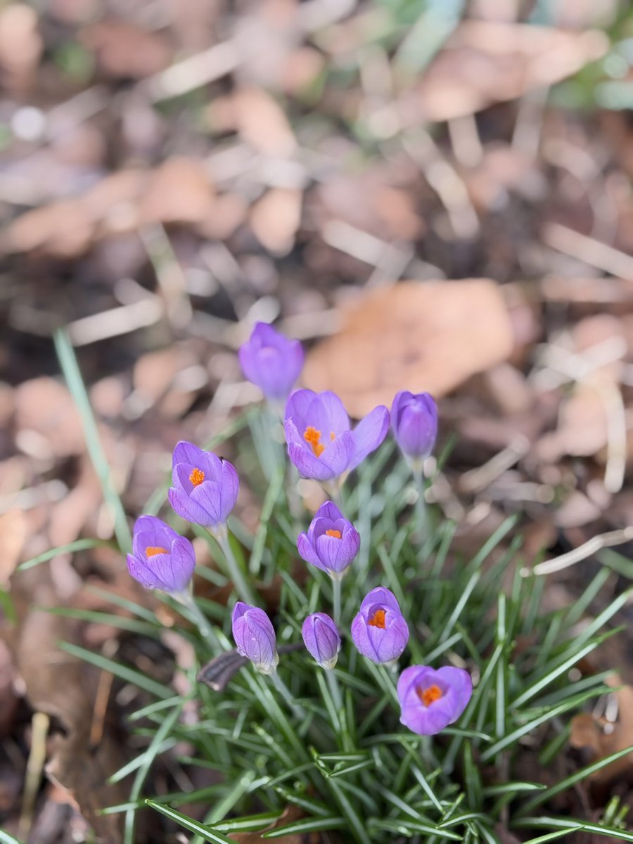London_W4's tweet photo. A walk in the park today. How absolutely gorgeous are these? Thousands of snowdrops and crocus have suddenly appeared. Fills me with joy seeing them. https://t.co/5mlBj0QHu7