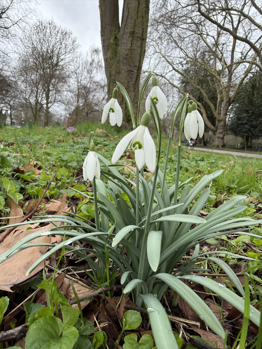London_W4's tweet photo. A walk in the park today. How absolutely gorgeous are these? Thousands of snowdrops and crocus have suddenly appeared. Fills me with joy seeing them. https://t.co/5mlBj0QHu7