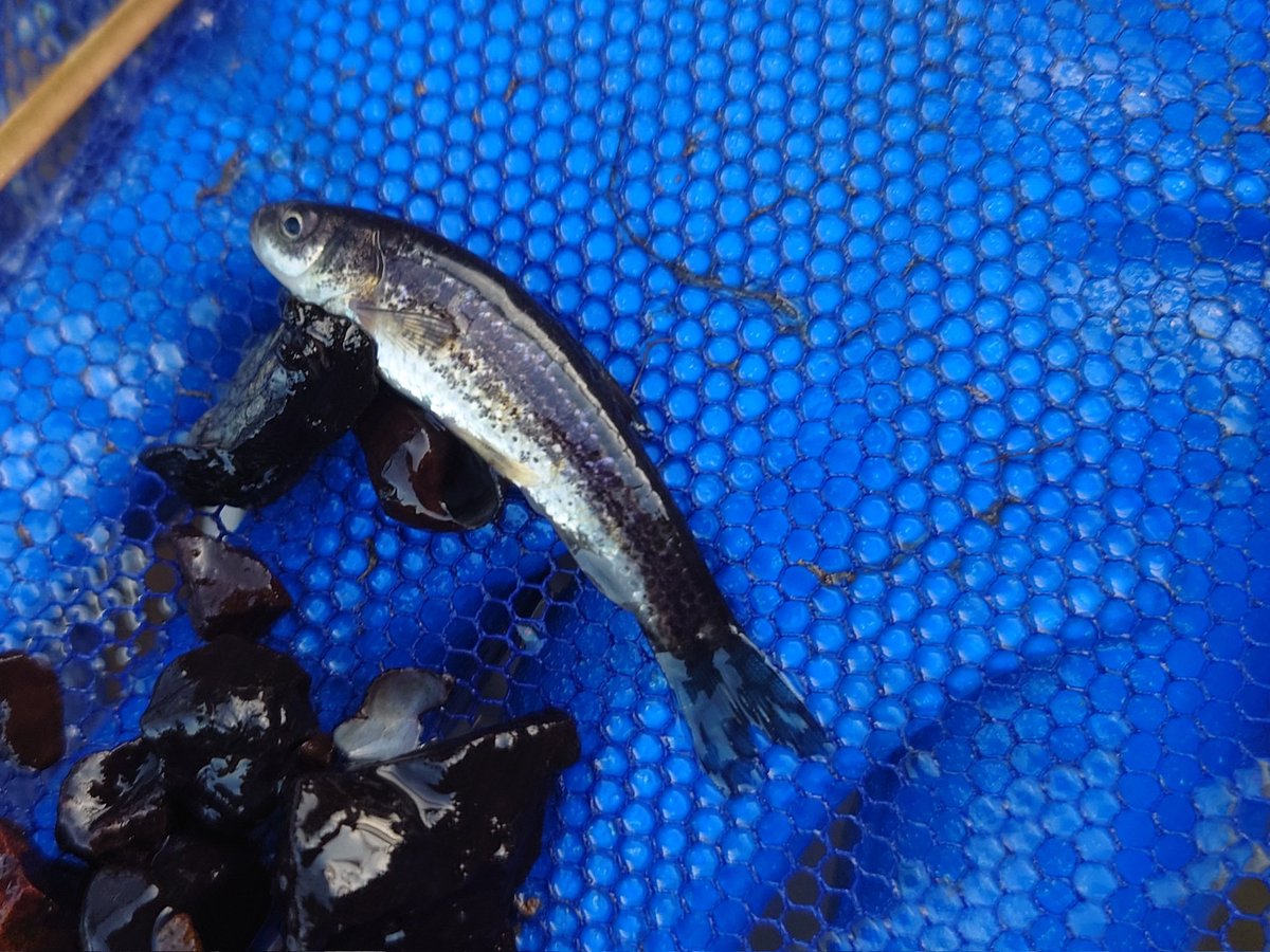 湧水水路で捕れたタモロコ

やたら黒い