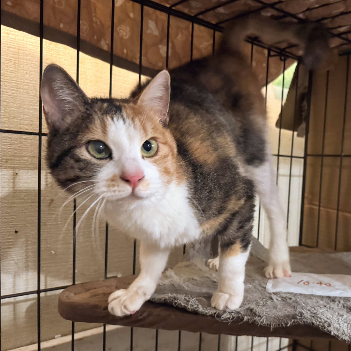 ねこのす 動物保護施設 tweet media