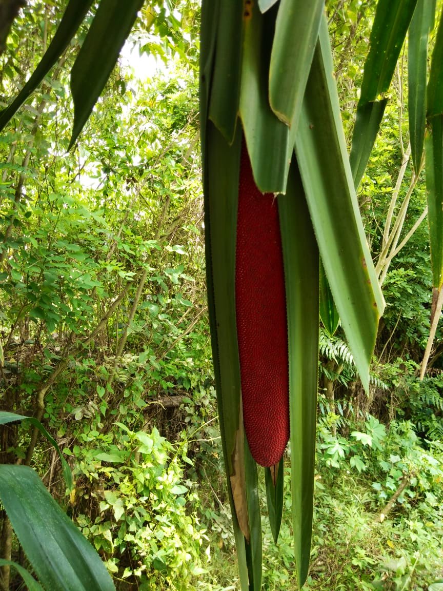 AidaGreenbury's tweet photo. Surely the Papuan native red fruit, Pandanus conoideus, is far more valuable than oil palm? 

This endemic plant naturally grows without pesticides or fertilisers and has been consumed by the Papuan people for centuries.

Talk about sustainable bioeconomy.

https://t.co/Rlhx5xIIdz