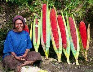 AidaGreenbury's tweet photo. Surely the Papuan native red fruit, Pandanus conoideus, is far more valuable than oil palm? 

This endemic plant naturally grows without pesticides or fertilisers and has been consumed by the Papuan people for centuries.

Talk about sustainable bioeconomy.

https://t.co/Rlhx5xIIdz