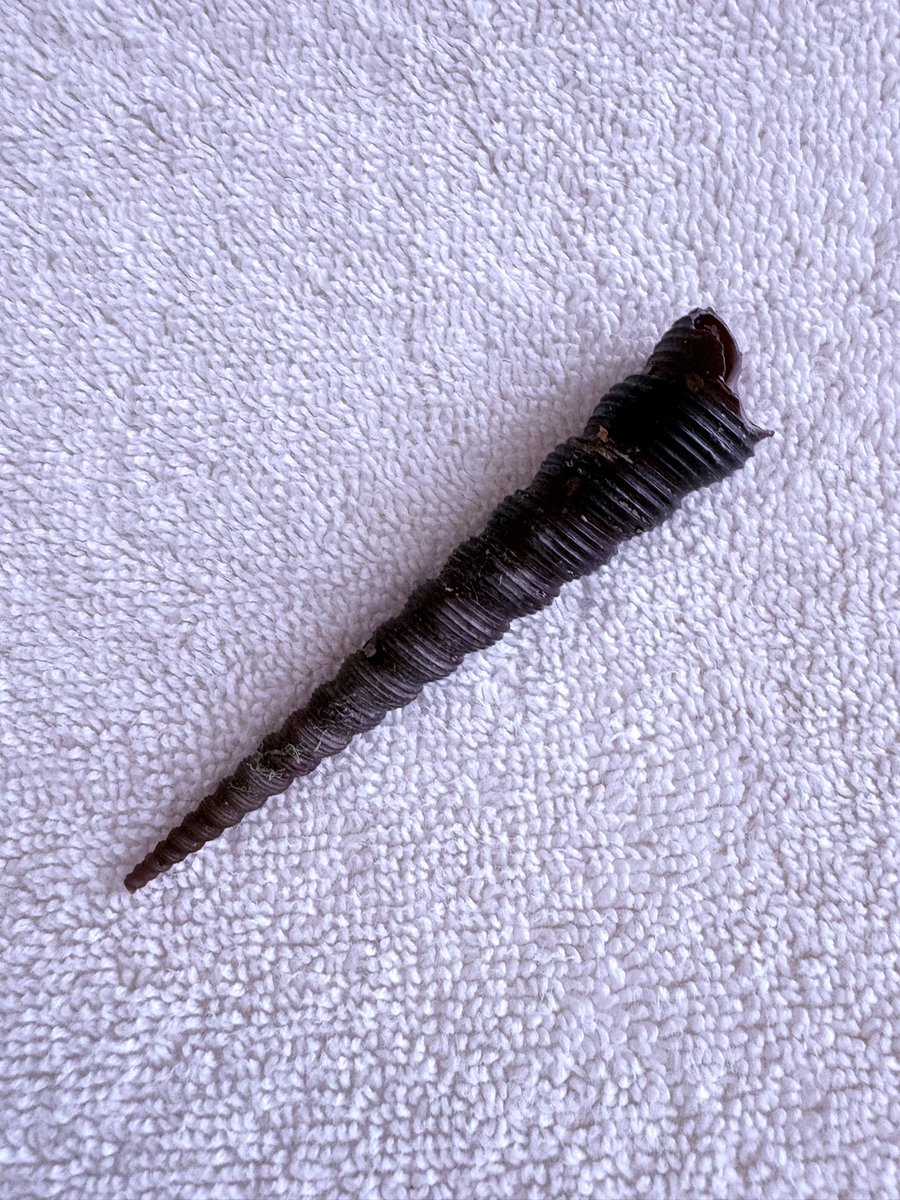 CryptoFerret tweet media