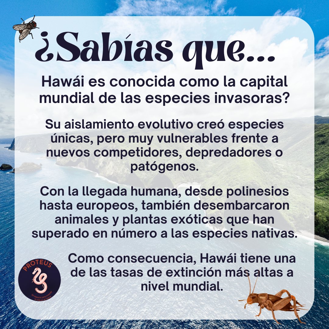 🏝️ Este es el escenario donde un grillo originario de Australia y una mosca parasitoide norteamericana, han entrelazado sus destinos en una peculiar carrera armamentista evolutiva.

👉 Escucha su historia en #PodcastProteus
pod.link/1798763730/epi…