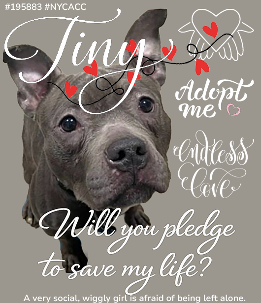 MSC1111's tweet photo. @MaryamSTK @NYCMayor #PullRequest #AdoptionUrgent #ShelterDogs #HelpSaveMe #DogRescue #AdoptMe #ShareToSave #DogAdoption #EmergencyRescue #UrgentDog #SaveThisDog #NeedsOutNow #Deadline https://t.co/C7xVTmVJjh