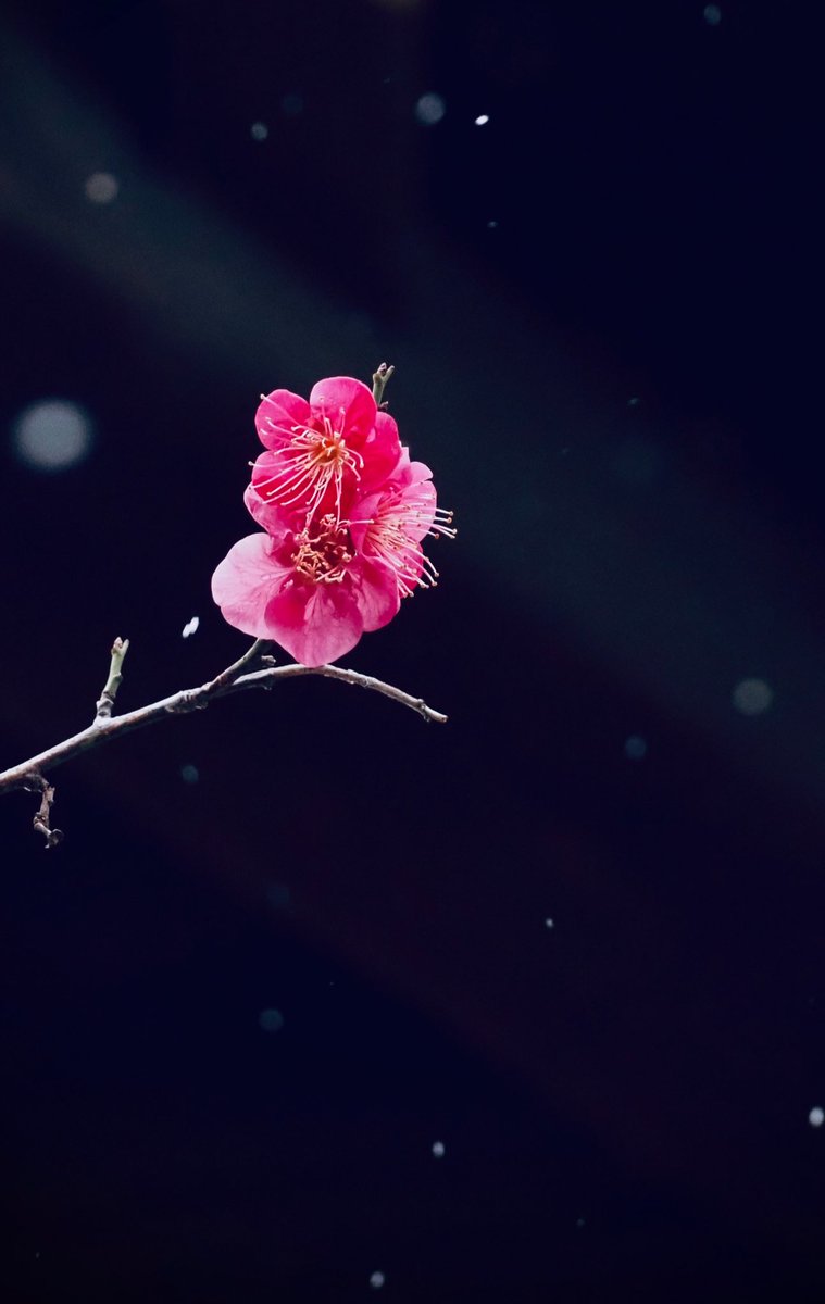 di33443's tweet photo. 雪に耐えて梅花麗し

#photo #photography 
#TLを花でいっぱいにしよう https://t.co/DyNS4Tnm4H