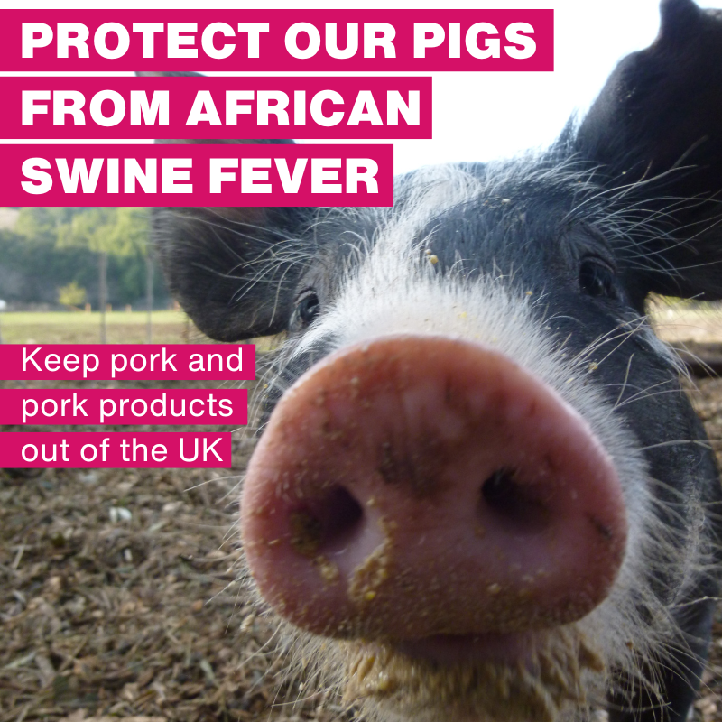 APHAgovuk's tweet image. Travelling to the UK from Asia to celebrate #ChineseNewYear? A devastating pig disease called #AfricanSwineFever is spreading in Asia. Help keep it out of the UK by never bringing #pork or pork products to the UK.  
gov.uk/guidance/afric… #LunarNewYear